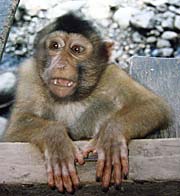 'Macaque' by Asienreisender